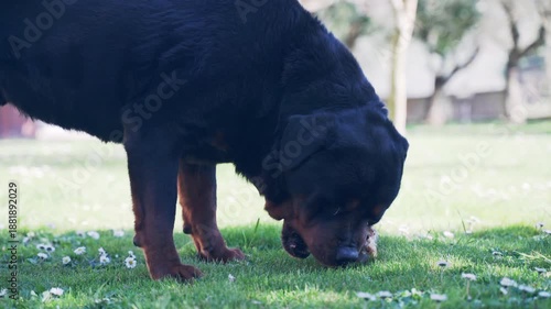 Purebred rottweiler holding bone while resting on grass outside