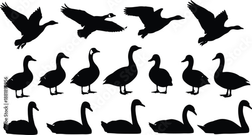 Bird Silhouettes Goose Swan Geese Swans Flying Standing Animal Wildlife Nature Black White Collection Set Illustration Design Isolated Poses