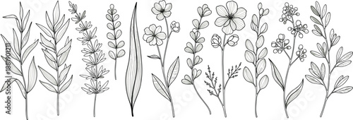 Hand-drawn botanical illustration featuring eleven unique plants with varied leaves, stems, and floral arrangements for design and study