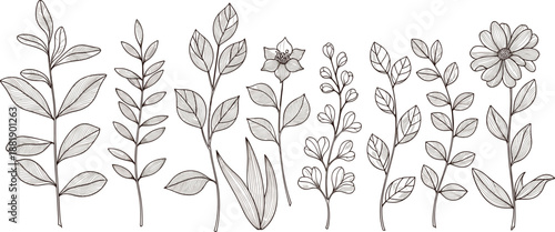 Hand-drawn botanical illustration featuring nine unique plants with varied leaves and flowers for nature design and study