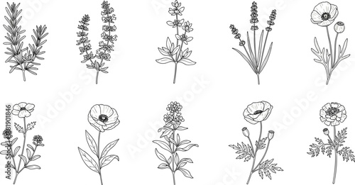 Hand-drawn botanical illustration of ten flowering herbs and wild plants for nature design, herbal reference, and educational use