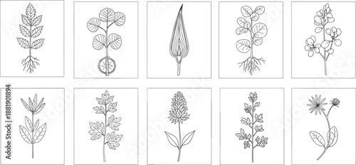 Hand-drawn botanical illustration of ten framed plant species with detailed leaves, flowers, stems, and roots for design and study