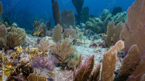Underwater coral reef garden thriving in blue ocean