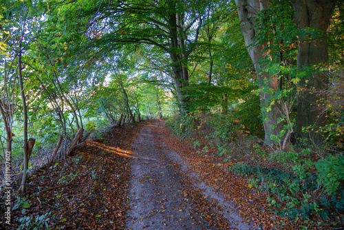 Waldweg im Herbst, Schleswig-Holstein, Deutschland