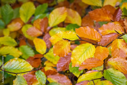 Bunte Blätter der Rotbuche (Fagus sylvatica) im Herbst