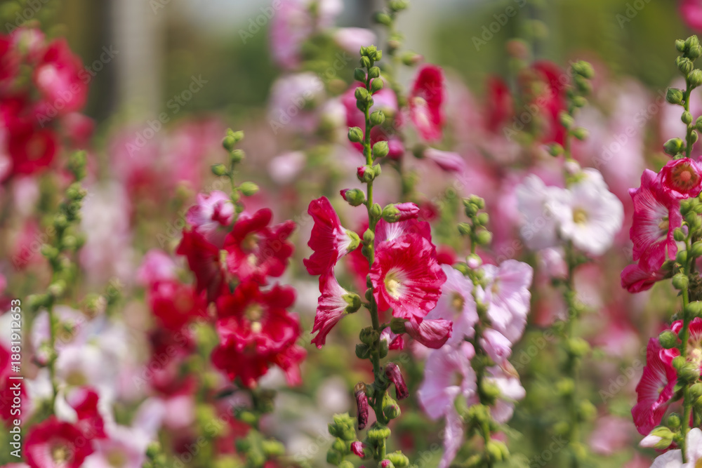 Obraz premium Vibrant red and pink hollyhocks bloom in lush garden, showcasing their tall, elegant stalks and delicate petals. blurred background enhances focus on these beautiful flowers