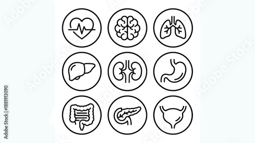 Vector icons human internal organs anatomy. Minimalist line art. Heart brain lungs liver kidneys stomach. Medical health care. Physiology illustration. Body parts linear symbol set.