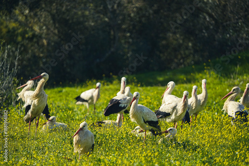 Картината върху платно Group of white storks foraging in a flowering meadow, showcasing natural wildlife behavior in a rural landscape