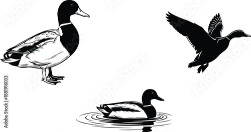 Duck illustration set showing standing flying and swimming poses, detailed wildlife bird artwork isolated on white background vector style nature design classic