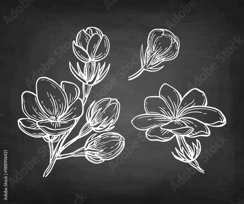 Jasmine Sambac Maid of Orleans branch chalk sketch