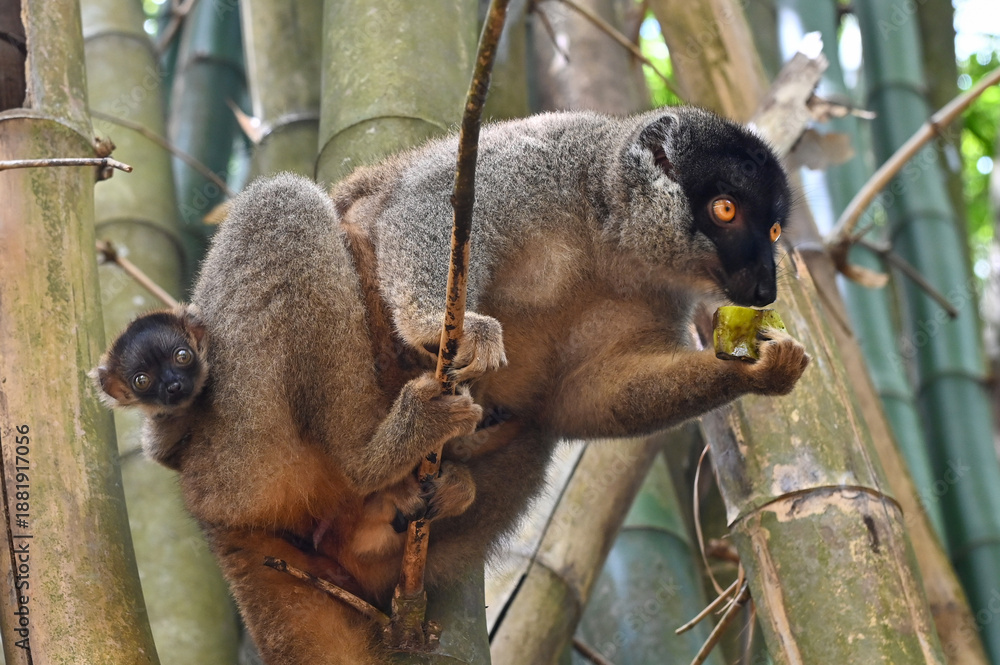 Fototapeta premium Brown lemur - with cub Eulemur fulvus, nature of Madagascar.