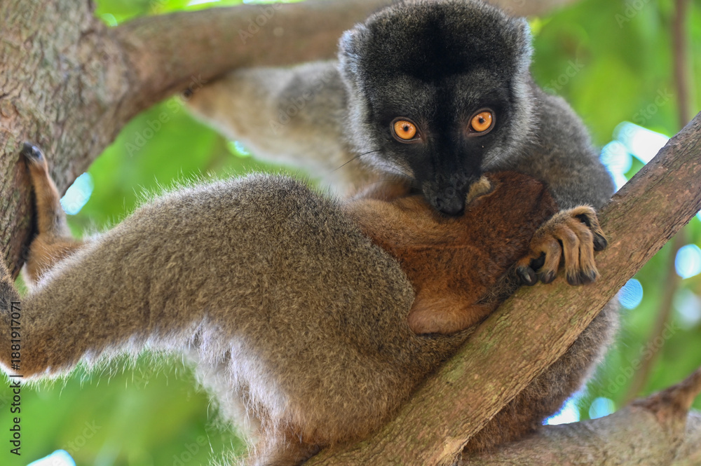 Obraz premium Brown lemur - with cub Eulemur fulvus, nature of Madagascar.