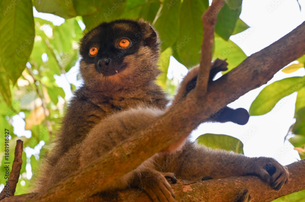 Fototapeta premium Common brown lemur - close up, portrait Eulemur fulvus , Madagascar nature.