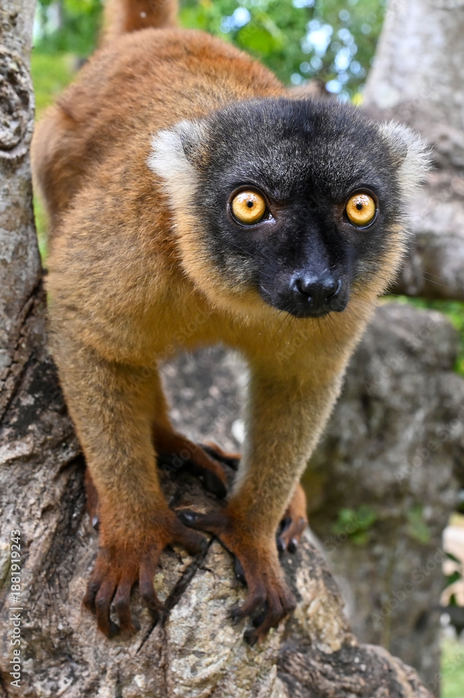 Fototapeta premium Common brown lemur - close up, portrait Eulemur fulvus , Madagascar nature.