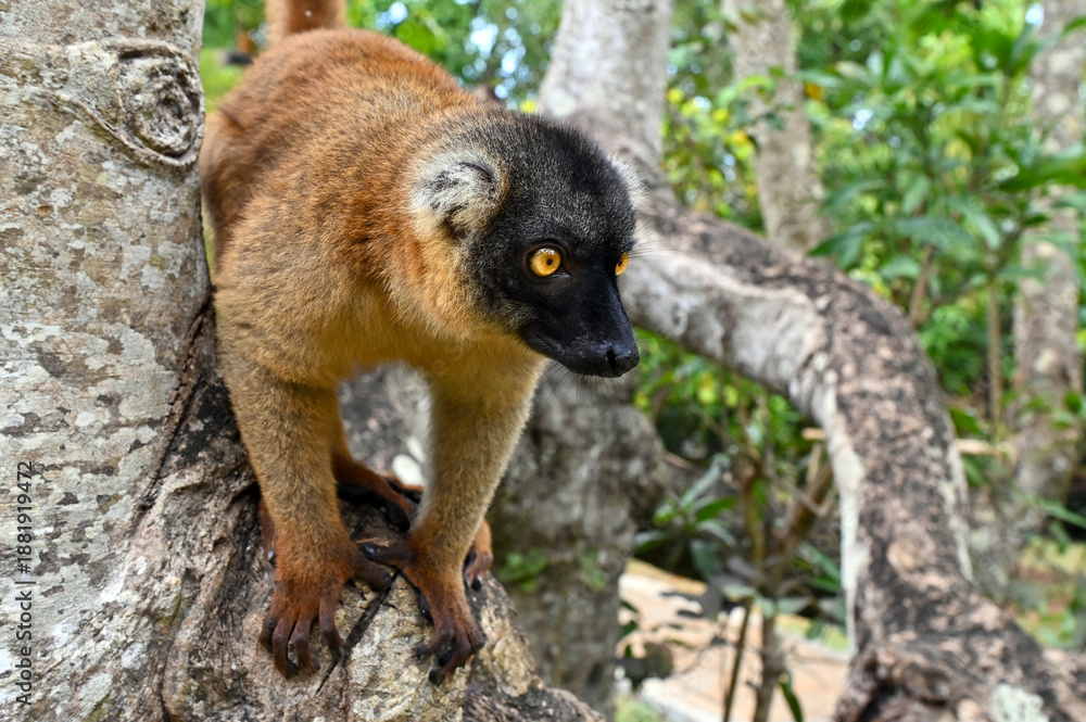 Fototapeta premium Common brown lemur - close up, portrait Eulemur fulvus , Madagascar nature.