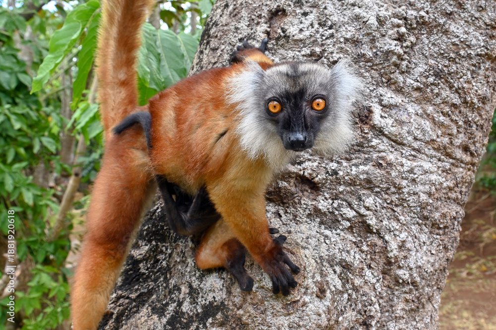 Naklejka premium Black lemur - female and male with cub Eulemur macaco in the wild of the Madagascar forest