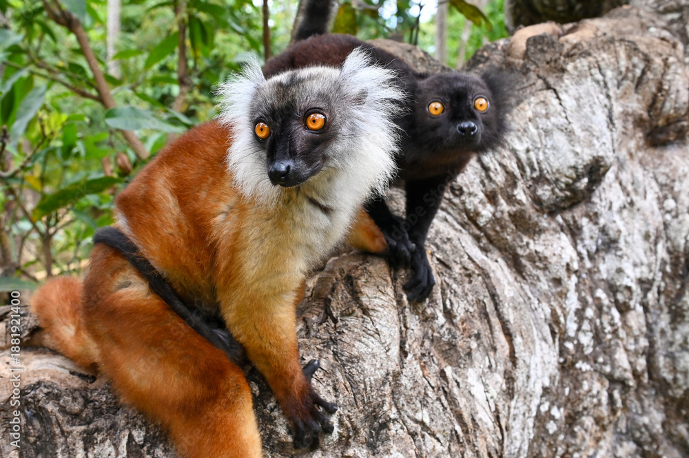 Naklejka premium Black lemur - female and male with cub Eulemur macaco in the wild of the Madagascar forest