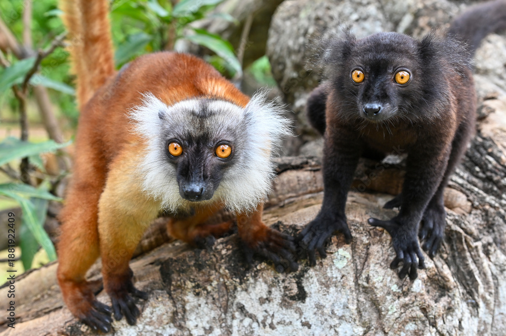 Naklejka premium Black lemur - female and male with cub Eulemur macaco in the wild of the Madagascar forest