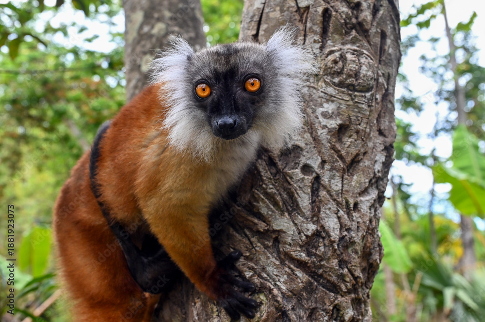 Fototapeta premium Black lemur - female with cub Eulemur macaco in the wild of the Madagascar forest