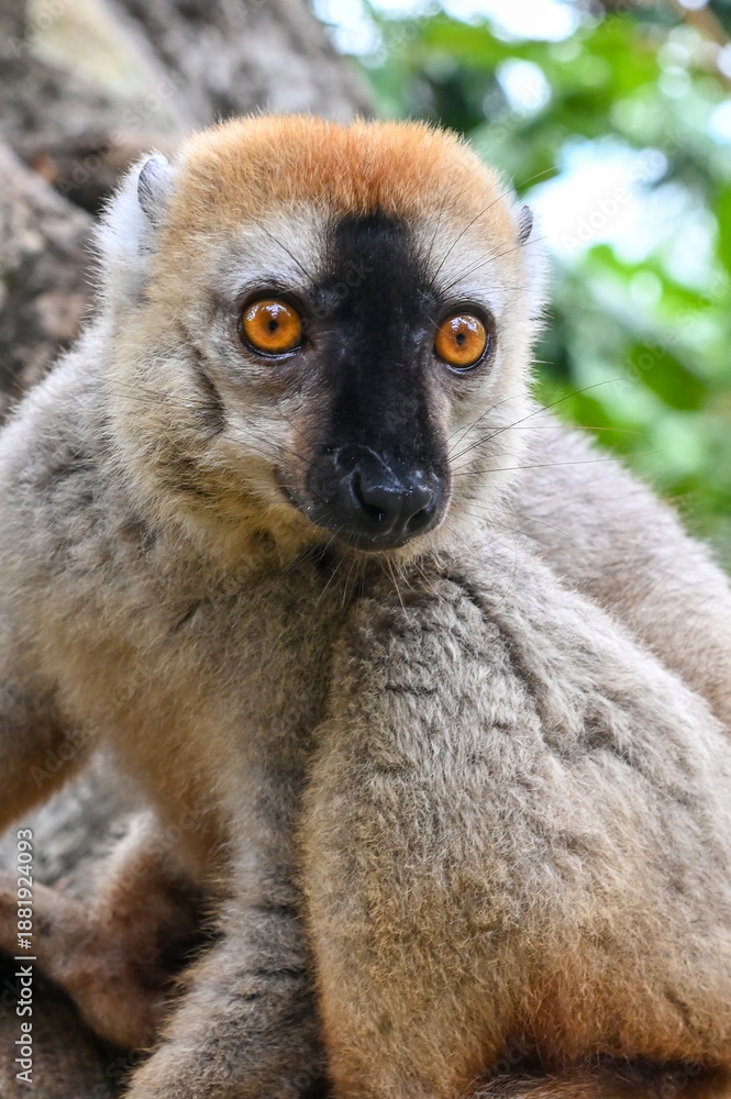 Obraz premium Red-fronted Brown Lemur, Eulemur fulvus, Madagascar nature,