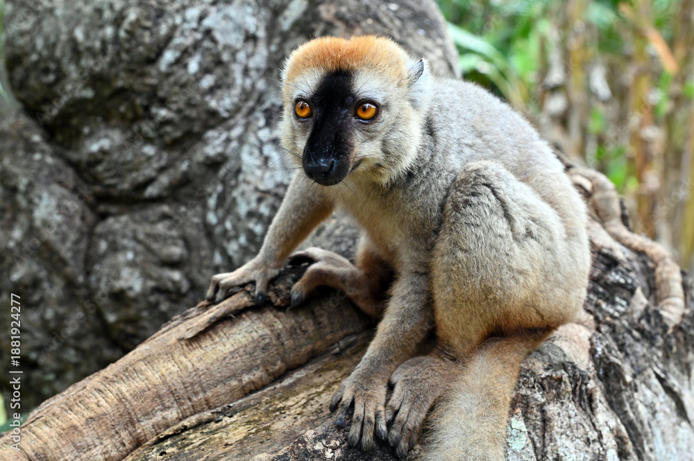 Obraz premium Red-fronted Brown Lemur, Eulemur fulvus, Madagascar nature,