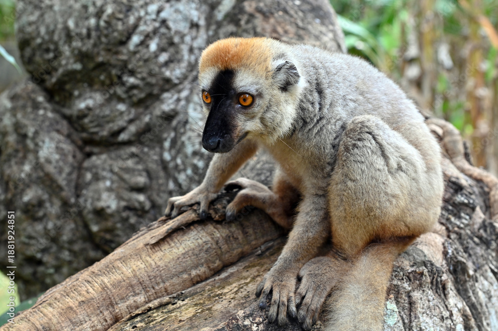 Fototapeta premium Red-fronted Brown Lemur, Eulemur fulvus, Madagascar nature,
