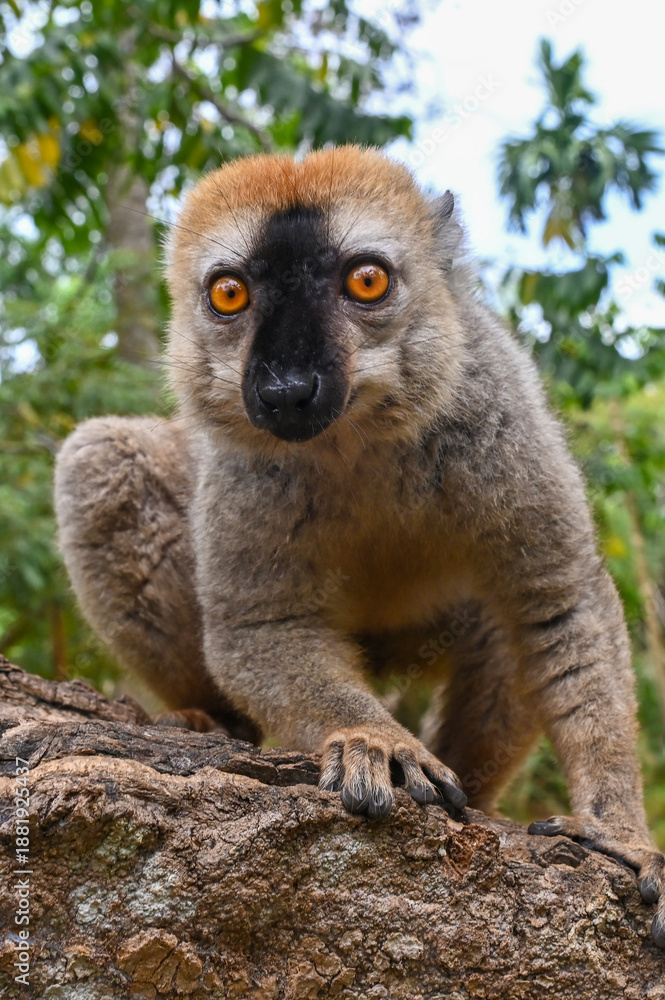 Fototapeta premium Wild Red Fronted Brown Lemur in Madagascar 