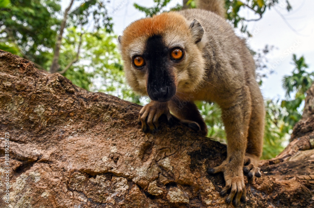Obraz premium Wild Red Fronted Brown Lemur in Madagascar 