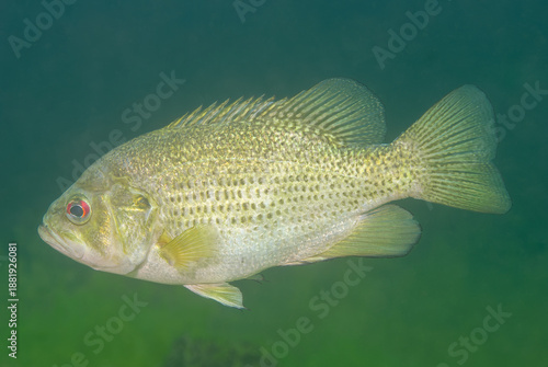 Rock bass Ambloplites rupestris swimming underwater in natural habitat