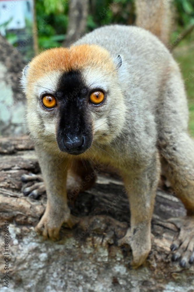 Fototapeta premium Wild Red Fronted Brown Lemur in Madagascar 