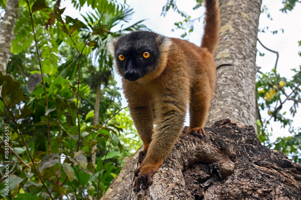 Fototapeta premium Common brown lemur, Eulemur fulvus, Madagascar nature,