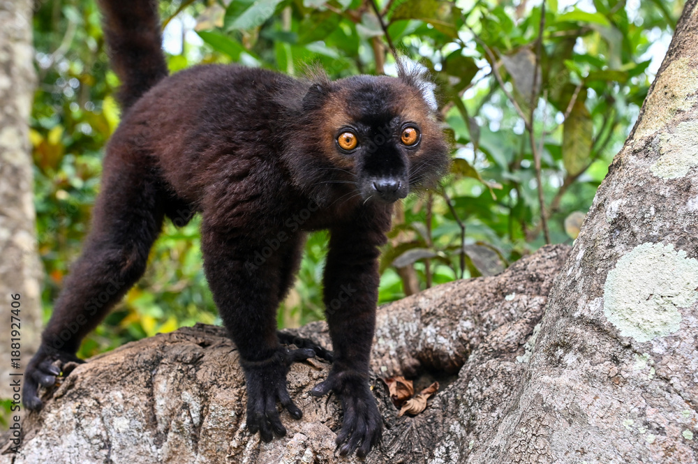 Fototapeta premium Portrait of adult male black lemur Eulemur macaco. Nature of Madagascar. 