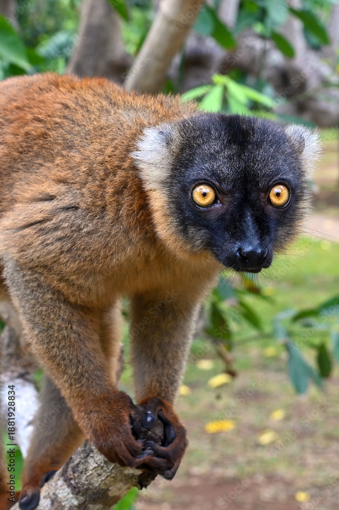 Fototapeta premium Common brown lemur - close up, portrait Eulemur fulvus , Madagascar nature.