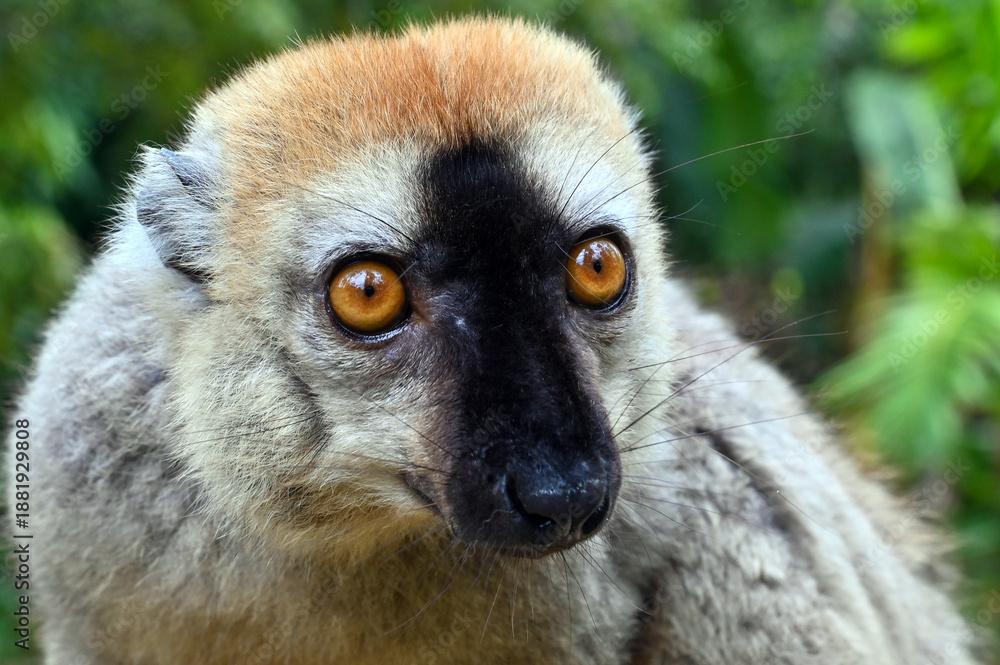Fototapeta premium Red-fronted Brown Lemur, Eulemur fulvus, Madagascar nature,