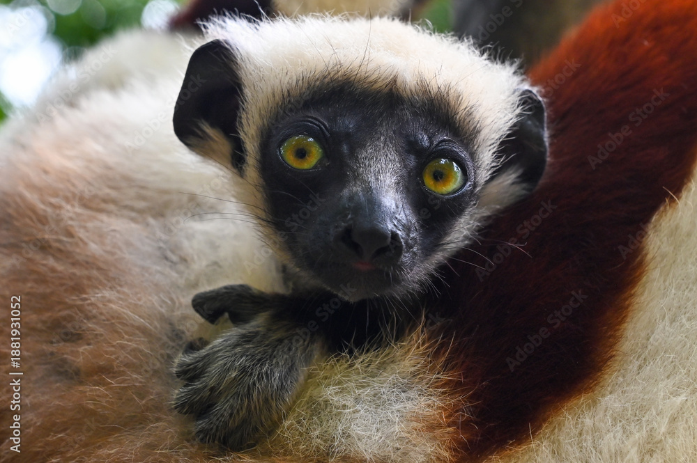Fototapeta premium Coquerel s Sifaka - cub (Propithecus coquereli). Endangered and endemic to Madagascar