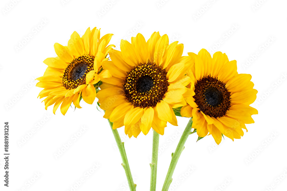 Obraz premium Three Bright Yellow Sunflowers Isolated on White
