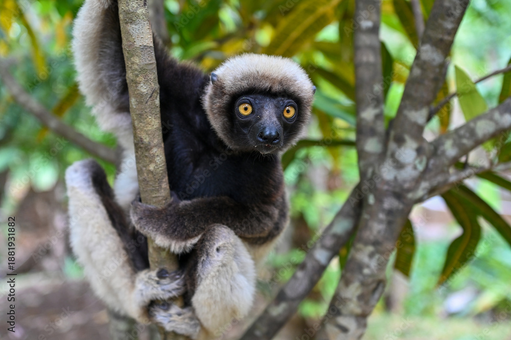 Obraz premium Coquerel s Sifaka (Propithecus coquereli). Endangered and endemic to Madagascar.