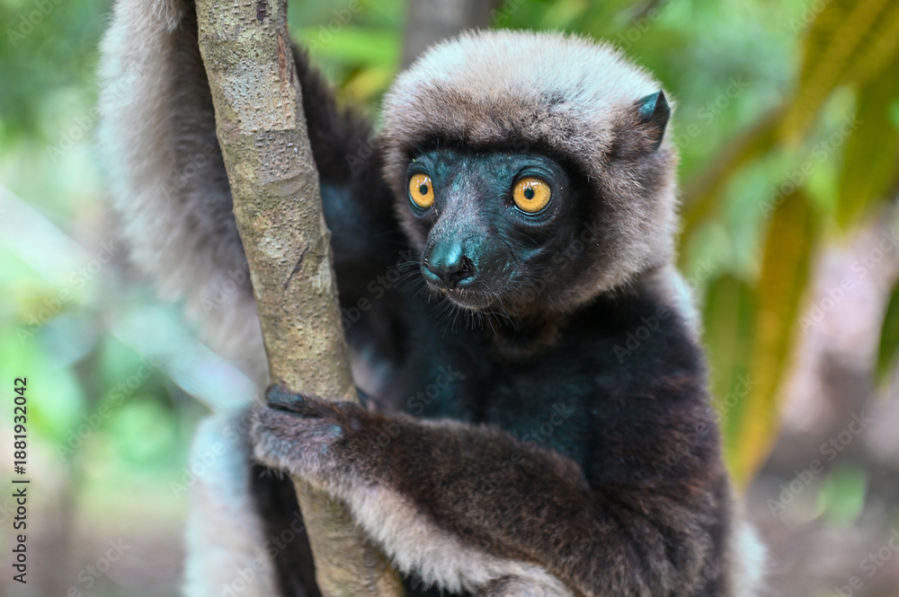Fototapeta premium Coquerel s Sifaka (Propithecus coquereli). Endangered and endemic to Madagascar.