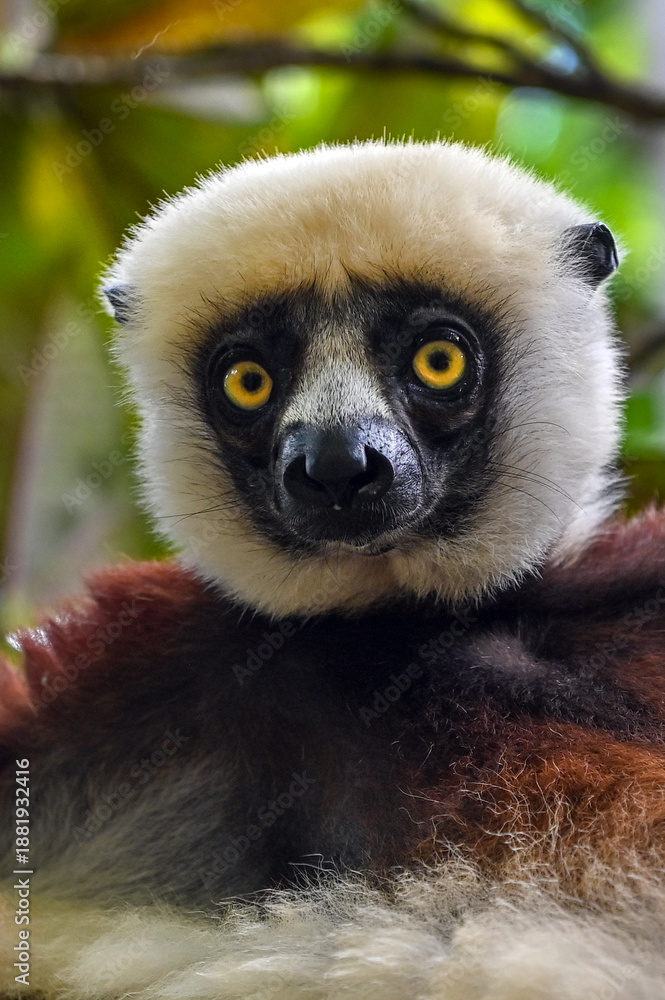 Obraz premium Coquerel s Sifaka (Propithecus coquereli). Endangered and endemic to Madagascar.