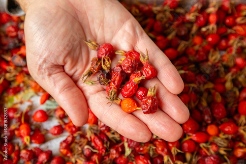 Canvas Print superfoods, dried red rosehip berries in man hand for brewing tea