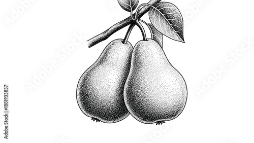Detailed black and white stipple-style botanical illustration of two ripe pears hanging from a branch with green leaves.