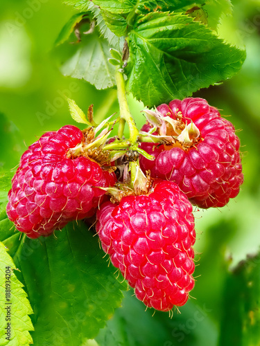 Fresh red raspberries in a garden - natural food. Bunch of ripe raspberry fruit - Rubus idaeus - on branch with green leaves on a farm. Close-up, blurred background.