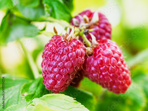 Fresh red raspberries in a garden - natural food. Bunch of ripe raspberry fruit - Rubus idaeus - on branch with green leaves on a farm. Close-up, blurred background.