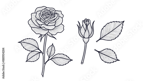 Highly detailed engraving of a full rose flower a rose bud and separate leaves for botanical study and floral arrangement designs.