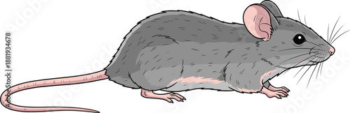 vector illustration of a small grey house mouse with long tail and pink ears isolated on white background
