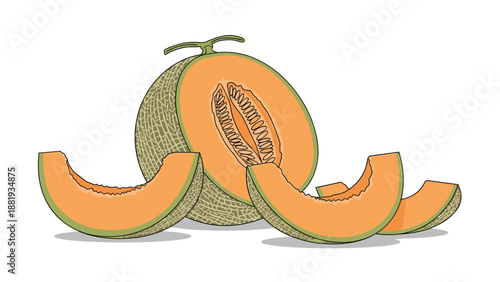 Detailed illustration of a whole cantaloupe melon and several juicy orange slices, showcasing fresh summer fruit for healthy eating.