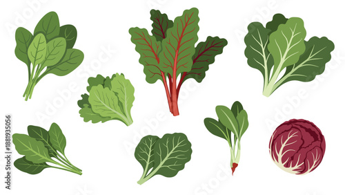 Selection of fresh leafy green vegetables including spinach, kale, lettuce, and chard, promoting a healthy and organic diet.