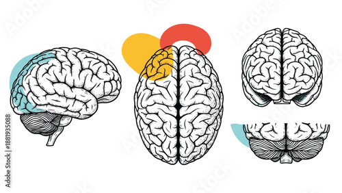 Anatomical sketches of the human brain from various perspectives including side, top, and front views with highlighted regions.