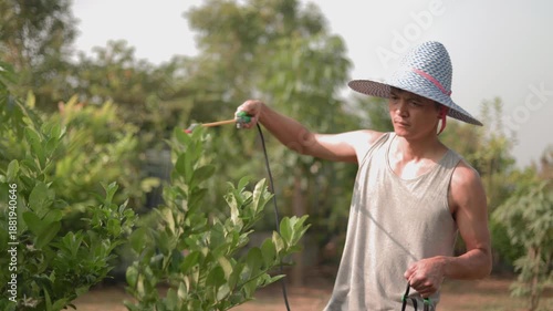 A retired man is carefully spraying nutrients and protect his lemon trees in his home garden in the soft morning sunlight. in Different postures and perspectives. concept of a happy retirement.