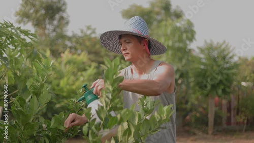 A retired man is carefully spraying nutrients and protect his lemon trees in his home garden in the soft morning sunlight. in Different postures and perspectives. concept of a happy retirement.